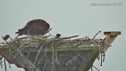 Blackwater Wildlife Refuge Osprey River Platform Live Cam - Jun 6, 2025, 6:42am EDT