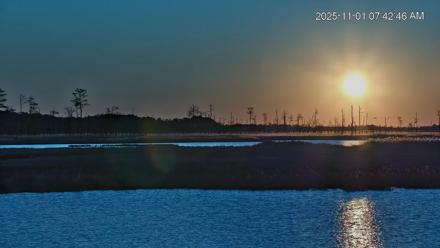 Blackwater Wildlife Refuge Osprey River Platform Live Cam - Nov 1, 2025, 7:44am EDT