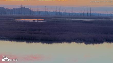 Blackwater Wildlife Refuge Osprey River Platform Live Cam - Oct 29, 2026, 7:17am EDT