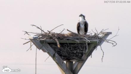 Blackwater Wildlife Refuge Osprey River Platform Live Cam - Apr 17, 2026, 7:22am EDT