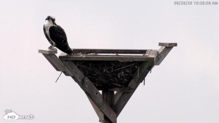 Blackwater Wildlife Refuge Osprey River Platform Live Cam - Aug 28, 2026, 10:28am EDT