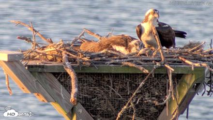 Blackwater Wildlife Refuge Osprey River Platform Live Cam - Jun 3, 2026, 6:14am EDT
