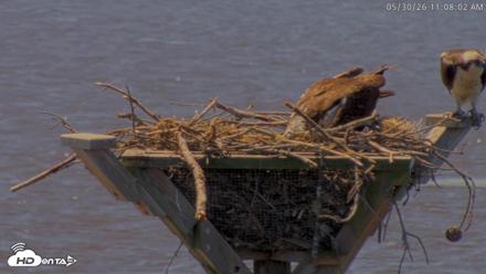 Blackwater Wildlife Refuge Osprey River Platform Live Cam - May 30, 2026, 11:08am EDT