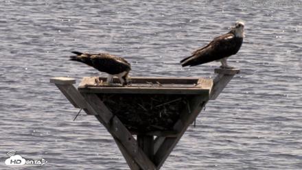 Blackwater Wildlife Refuge Osprey River Platform Live Cam - Aug 5, 2026, 1:26pm EDT