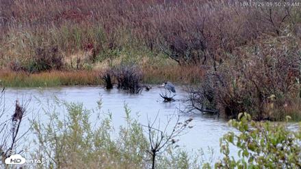 Blackwater Wildlife Refuge Osprey River Platform Live Cam - Oct 17, 2026, 9:51am EDT