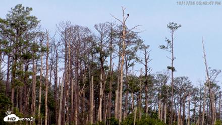 Blackwater Wildlife Refuge Osprey River Platform Live Cam - Oct 17, 2026, 5:44pm EDT