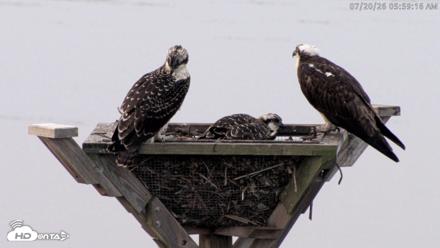 Blackwater Wildlife Refuge Osprey River Platform Live Cam - Jul 20, 2026, 6:00am EDT