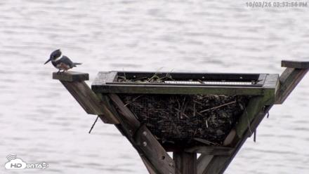 Blackwater Wildlife Refuge Osprey River Platform Live Cam - Oct 3, 2026, 3:53pm EDT