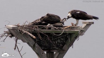 Blackwater Wildlife Refuge Osprey River Platform Live Cam - Jul 8, 2026, 10:55am EDT