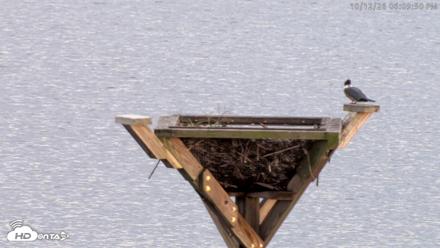 Blackwater Wildlife Refuge Osprey River Platform Live Cam - Oct 12, 2026, 6:10pm EDT