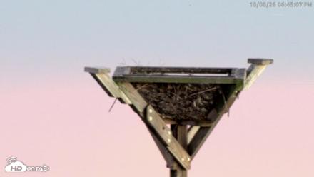Blackwater Wildlife Refuge Osprey River Platform Live Cam - Oct 8, 2026, 6:46pm EDT