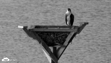 Blackwater Wildlife Refuge Osprey River Platform Live Cam - Aug 19, 2026, 6:01am EDT