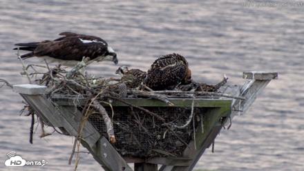 Blackwater Wildlife Refuge Osprey River Platform Live Cam - Jul 1, 2026, 6:09am EDT