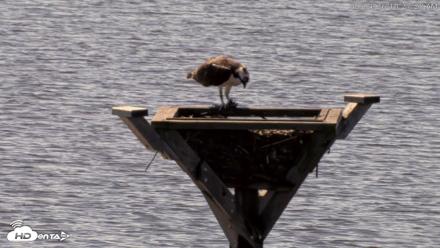 Blackwater Wildlife Refuge Osprey River Platform Live Cam - Sep 4, 2026, 10:28am EDT
