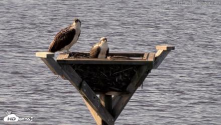 Blackwater Wildlife Refuge Osprey River Platform Live Cam - Jul 30, 2026, 8:53am EDT