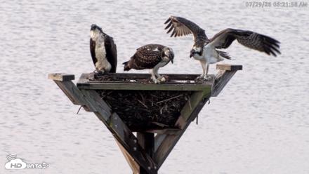Blackwater Wildlife Refuge Osprey River Platform Live Cam - Jul 29, 2026, 6:23am EDT