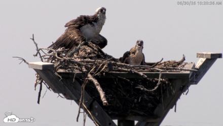 Blackwater Wildlife Refuge Osprey River Platform Live Cam - Jun 30, 2026, 10:21am EDT