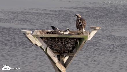 Blackwater Wildlife Refuge Osprey River Platform Live Cam - Jul 30, 2026, 5:35pm EDT