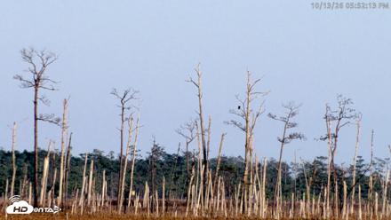 Blackwater Wildlife Refuge Osprey River Platform Live Cam - Oct 13, 2026, 5:52pm EDT