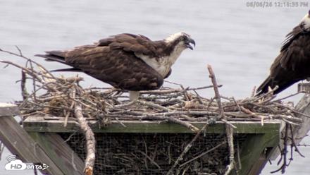 Blackwater Wildlife Refuge Osprey River Platform Live Cam - Jun 6, 2026, 12:19pm EDT