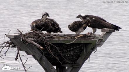 Blackwater Wildlife Refuge Osprey River Platform Live Cam - Jul 7, 2026, 11:16am EDT
