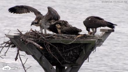 Blackwater Wildlife Refuge Osprey River Platform Live Cam - Jul 7, 2026, 11:16am EDT