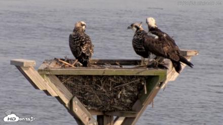 Blackwater Wildlife Refuge Osprey River Platform Live Cam - Jul 20, 2026, 5:34pm EDT