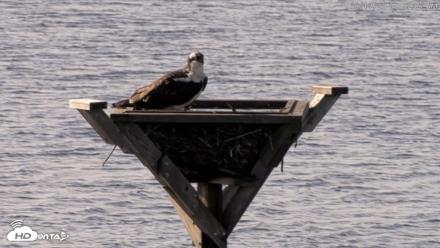 Blackwater Wildlife Refuge Osprey River Platform Live Cam - Aug 17, 2026, 9:07am EDT