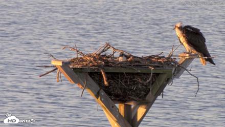 Blackwater Wildlife Refuge Osprey River Platform Live Cam - Apr 27, 2026, 6:36am EDT