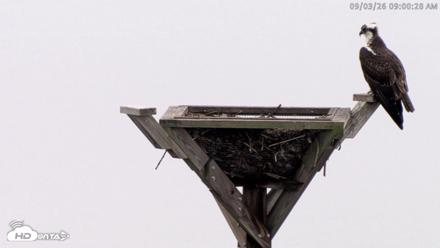 Blackwater Wildlife Refuge Osprey River Platform Live Cam - Sep 3, 2026, 9:01am EDT