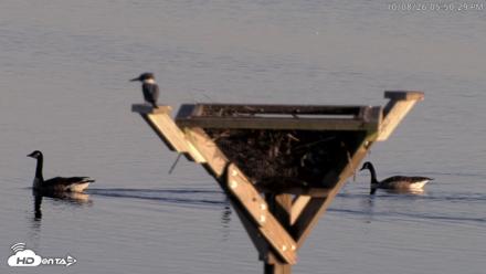 Blackwater Wildlife Refuge Osprey River Platform Live Cam - Oct 8, 2026, 5:51pm EDT