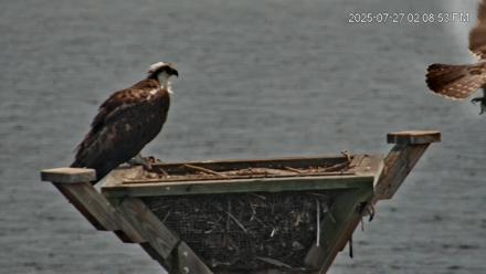 Blackwater Wildlife Refuge Osprey River Platform Live Cam - Jul 27, 2025, 2:10pm EDT