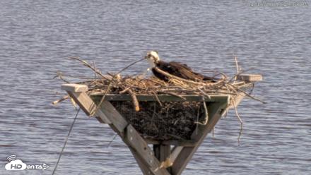 Blackwater Wildlife Refuge Osprey River Platform Live Cam - Apr 16, 2026, 3:49pm EDT
