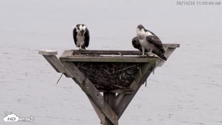 Blackwater Wildlife Refuge Osprey River Platform Live Cam - Aug 14, 2026, 12:00pm EDT