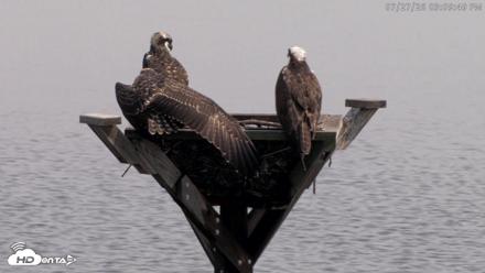 Blackwater Wildlife Refuge Osprey River Platform Live Cam - Jul 27, 2026, 3:10pm EDT