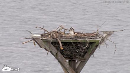 Blackwater Wildlife Refuge Osprey River Platform Live Cam - Apr 26, 2026, 2:16pm EDT