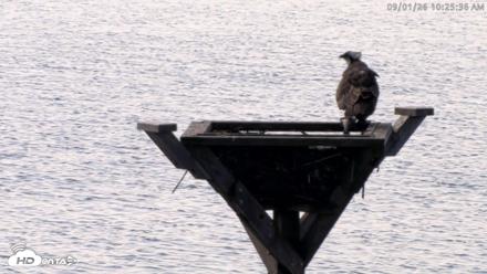 Blackwater Wildlife Refuge Osprey River Platform Live Cam - Sep 1, 2026, 10:26am EDT