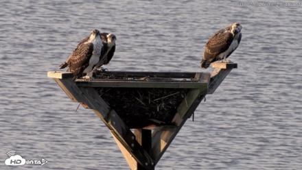 Blackwater Wildlife Refuge Osprey River Platform Live Cam - Jul 29, 2026, 7:24am EDT
