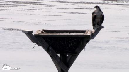 Blackwater Wildlife Refuge Osprey River Platform Live Cam - Aug 10, 2026, 11:27am EDT