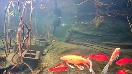 Japanese Koi Pond Live Webcam - Jan 17, 2026, 7:47am PST