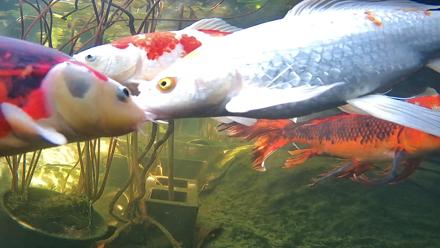Japanese Koi Pond Live Webcam - Nov 25, 2025, 12:28pm PST