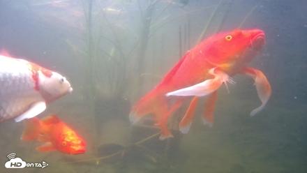 Japanese Koi Pond Live Webcam - Sep 7, 2026, 2:07pm PDT