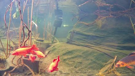 Japanese Koi Pond Live Webcam - Jan 28, 2026, 12:32pm PST