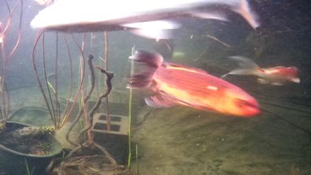 Japanese Koi Pond Live Webcam - Mar 18, 2026, 6:53pm PDT