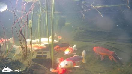 Japanese Koi Pond Live Webcam - Jun 19, 2026, 8:38am PDT