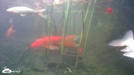 Japanese Koi Pond Live Webcam - Sep 2, 2026, 6:49pm PDT