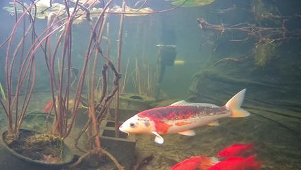 Japanese Koi Pond Live Webcam - Nov 25, 2025, 7:36am PST