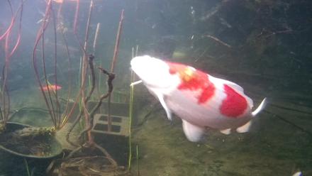Japanese Koi Pond Live Webcam - Mar 18, 2026, 6:54pm PDT