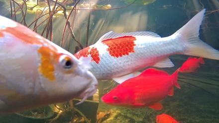 Japanese Koi Pond Live Webcam - Nov 25, 2025, 11:12am PST