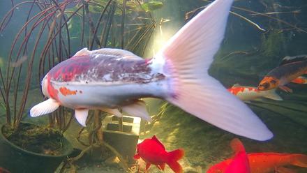 Japanese Koi Pond Live Webcam - Nov 17, 2025, 11:08am PST